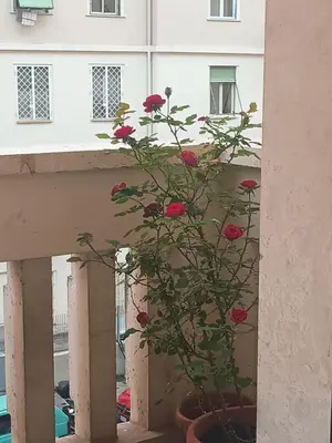 a plant in a pot sitting on a balcony at Roma centro appartamento per vacanze in Rome