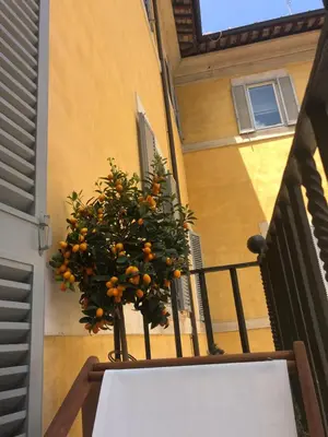 an orange tree on a balcony of a building at NEW! BELLISSIMO PalazzoFranchi Pantheon in Rome
