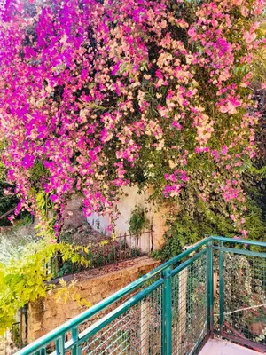 a tree filled with pink flowers next to a fence at Vatican Inside House in Rome