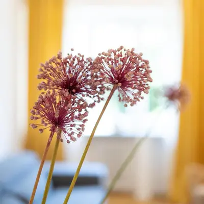 three purple flowers in front of a window at La casa di Livia in Rome