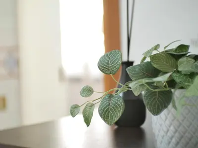 a plant in a vase sitting on a table at Modern 1 Bedroom near metro in Rome