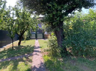 a path between two trees in a yard at Green house di Alberto in Rome