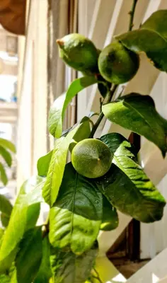 a plant with green leaves on a window sill at Giulia Home Apartment Metro Conca D'Doro Roma in Rome