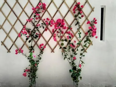 a bunch of pink flowers on a wall at CasaLara Garden in Rome