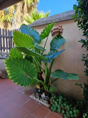 a plant with large green leaves next to a wall at Appartamento per chi ama gustare il caffè in terrazzo in Rome