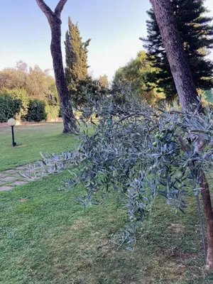 a blue bush in the grass next to a tree at Terrace! in Rome