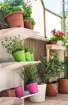 a group of potted plants on shelves in a greenhouse at Appartamento con giardino via silvestri in Rome