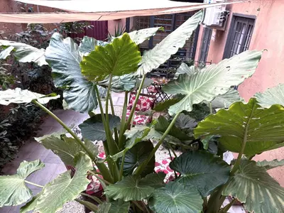 a plant with large green leaves in front of a building at The shelter in Rome