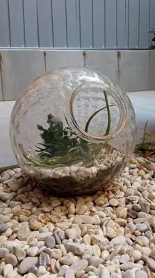 a glass bowl with a plant in it on a pile of rocks at The shelter in Rome