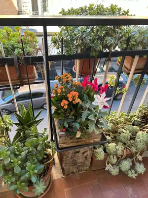 a group of potted plants on a balcony at Semini di nostalgia in Rome