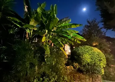 a palm tree in a garden at night at CHALET MARMONT ROME in Rome