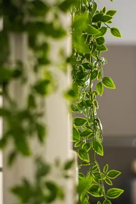 a close up of a plant with green leaves at Domus Eroi in Rome