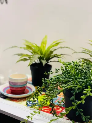 a table with potted plants and a plate on a table at La Cornice Apartment in Rome
