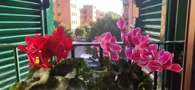 a group of pink flowers sitting on a window sill at Casetta del Quadraro in Rome