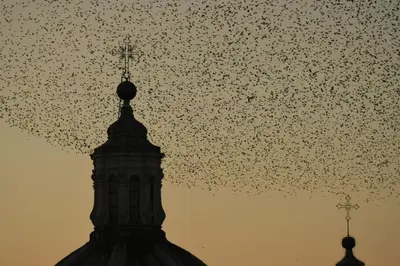 a large flock of birds flying over a building at Relais Arco Della Pace in Rome