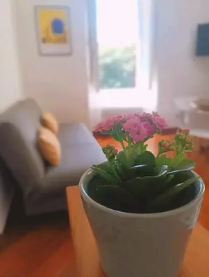 a plant in a pot on a table in a living room at Luxury Apartment - Centro Storico San Pietro in Rome
