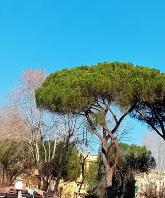 a tree with green leaves on top of it at Stazione Termini-San Lorenzo Apt House of Wonders in Rome
