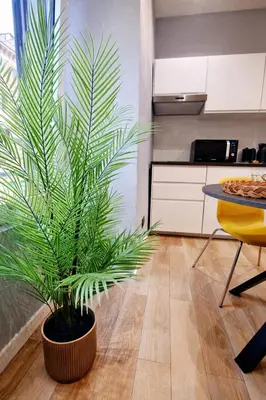a palm plant in a pot in a kitchen at Simona's Vatican in Rome