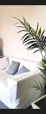 a plant sitting next to a white couch with pillows at Vatican Stairs Apartment in Rome