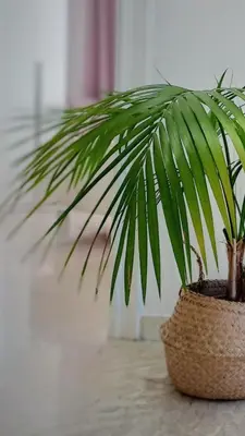 a plant in a basket sitting on a table at ROMA BeMa Apartment - charme e relax a due passi dal Vaticano in Rome