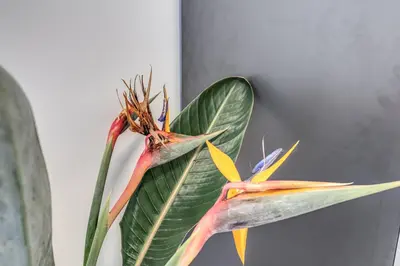 a green plant with orange and yellow flowers on a wall at PMT Apt in Rome