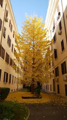 a yellow tree in an alley between two buildings at Vera Roma Suite&Apartment - Charming 3 bedroom apt - 20min walk from Colosseum in Rome