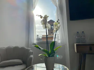 a vase with flowers on a glass table in front of a window at Belltower Elegans Guest House in Rome