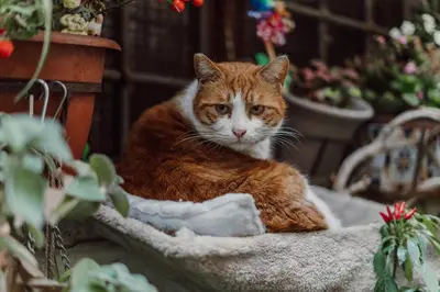 an orange and white cat sitting on a blanket at La Maisonette di Trastevere in Rome