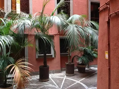 a group of palm trees in pots next to a building at Appartamento Piazza Navona in Rome