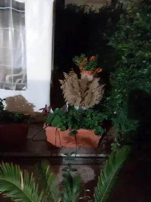 a potted plant sitting on a table with plants at Il giardino di Marimar in Rome