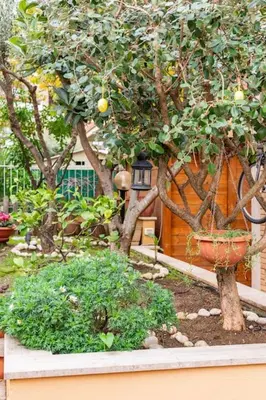 a garden with a lemon tree with a planter on it at La Casudda di Ro' - metro A Battistini in Rome