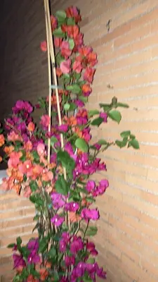 a bunch of flowers on a wall at Le Mille e Una Notte in Rome