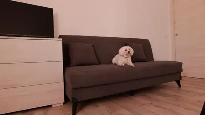 a small white dog sitting on a brown couch at Lucy's Roof in Rome