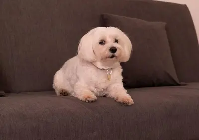 a small white dog sitting on a couch at Lucy's Roof in Rome