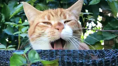 an orange and white cat sticking its tongue at Guest House Il Limone Nascosto in Rome