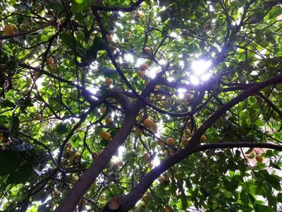 a tree with the sun shining through the leaves at Guest House Il Limone Nascosto in Rome