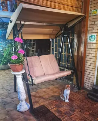 a cat sitting under a pergola on a patio at Guest House Il Limone Nascosto in Rome