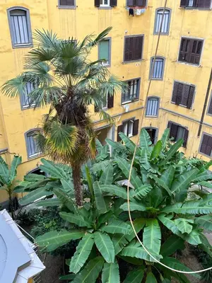 a palm tree in front of a building at Vatican Vittoria Suite in Rome