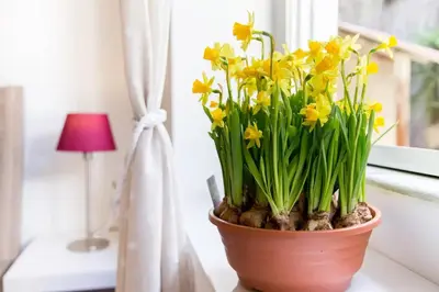 a pot of flowers sitting on a window sill at Perla - Cozy Apartment in Piazza Navona in Rome