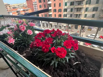 a bunch of red flowers in a balcony at Valentina House in Rome
