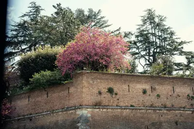 a brick wall with a pink tree behind it at Art House Vaticano Apartment in Rome
