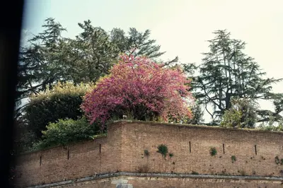 a brick wall with a pink bush on top of it at Art House Vaticano Apartment in Rome