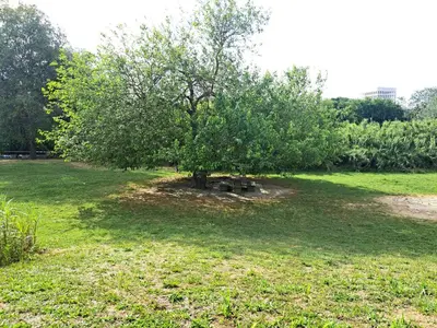 a tree in the middle of a grass field at Lacasadirosa in Rome