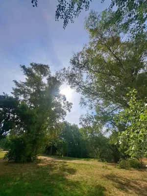 a tree in a field with the sun behind it at Lacasadirosa in Rome