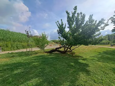 a tree sitting in the middle of a grass field at Lacasadirosa in Rome