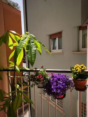 three pots of flowers on a balcony at Apuleio 11 in Rome
