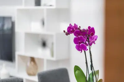 a purple flower in a vase in a room at Domus Leo Roma in Rome