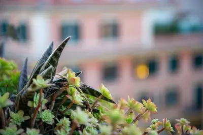 a bush with flowers in front of a building at Yes Holiday Rome in Rome