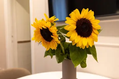 three yellow sunflowers in a white vase on a table at Augusto Imperatore Suite in Rome