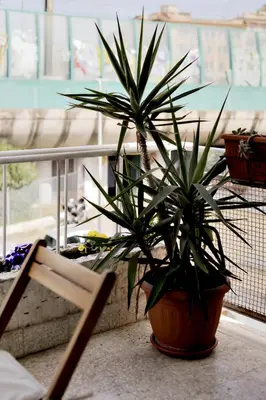 a plant in a pot sitting on a window sill at Vatican View in Rome